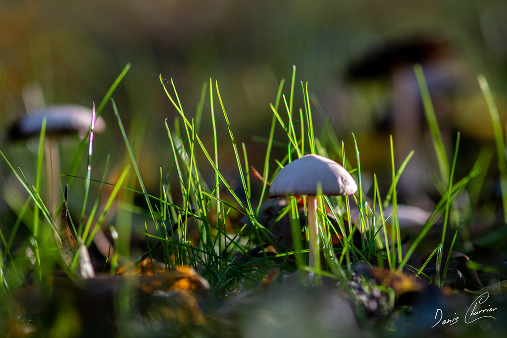 Champignons dans une prairie humide